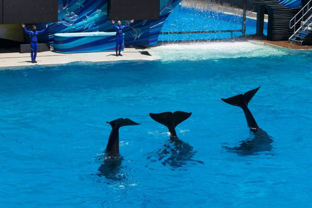 Dubai Dolphinarium Gösterisi